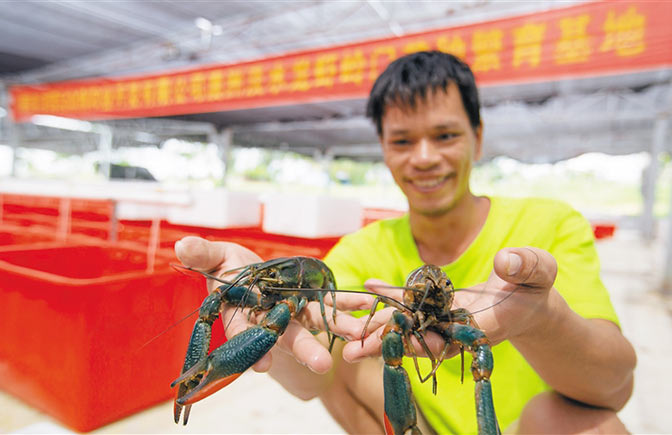 陵水光坡鎮(zhèn)大力發(fā)展高效水產(chǎn)養(yǎng)殖產(chǎn)業(yè) 淡水龍蝦“游”出脫貧路