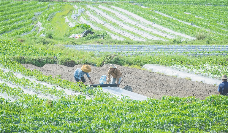 瓊海圍繞“三增”目標(biāo) 助推熱帶特色高效農(nóng)業(yè)提質(zhì)升級