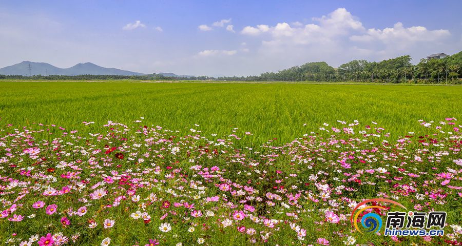 博鰲國(guó)家農(nóng)業(yè)公園：繁花盛開(kāi) 水稻郁郁蔥蔥